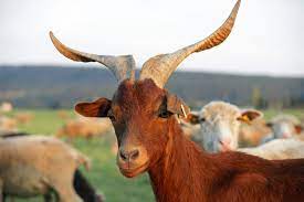 Goat