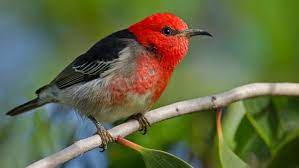 bird
