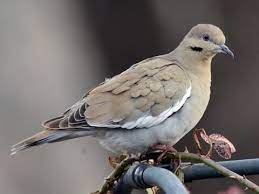 bird