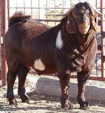 bakrid