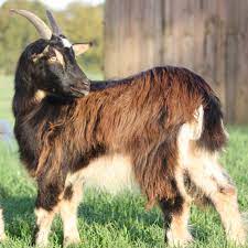 goat