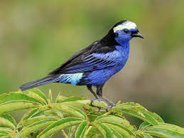 bird