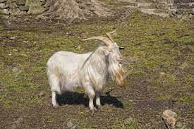 Goat