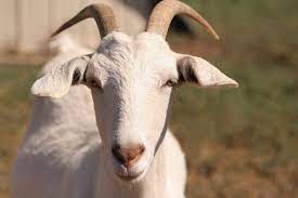 Goat