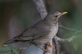 bIRD