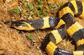 snake