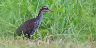 bird