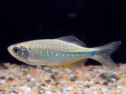 fish