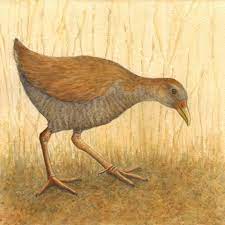 bird