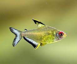 FISH