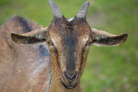 Goat