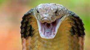 snake