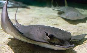 fish