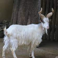 goat