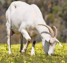goat