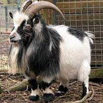 Goat