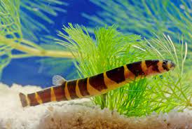 fish