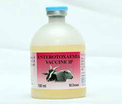 Enterotoxaemia disease Vaccine