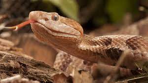 snake