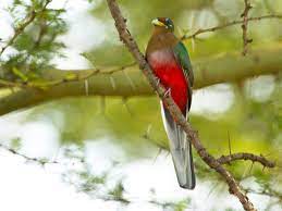 Bird