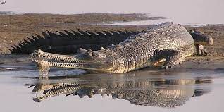 crocodiles