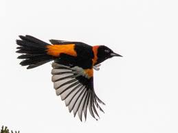 bird