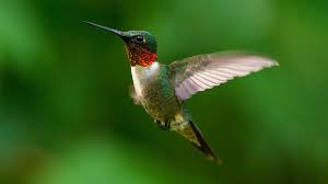 bird