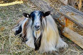 Goat