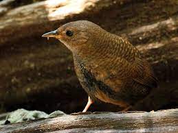 bird