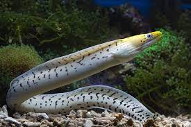 fish