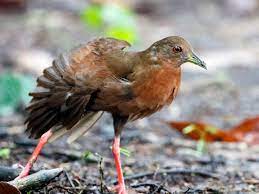 bIRD