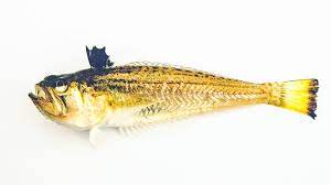 FISH