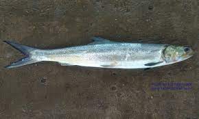 fish