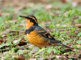 Bird