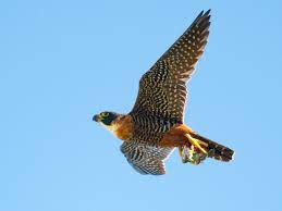 bird