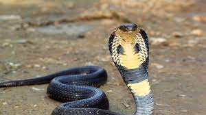snake