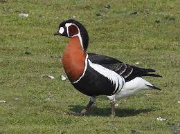 bird