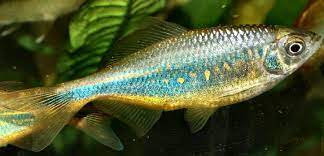 fish