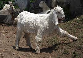 Goat