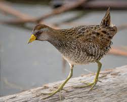 bird