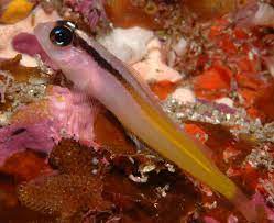 FISH