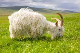 goat