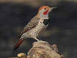 bird