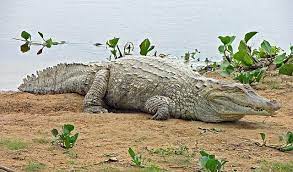 crocodiles
