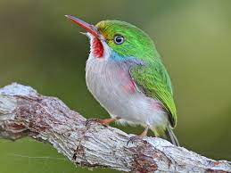 bird