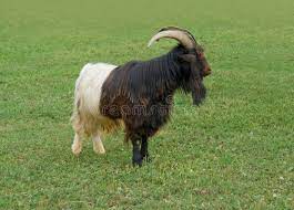 goat