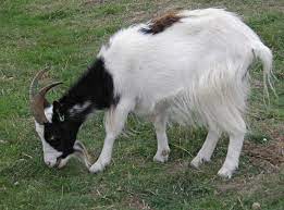 goat