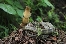 snake