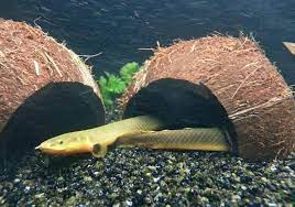 FISH