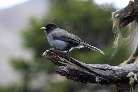 bird